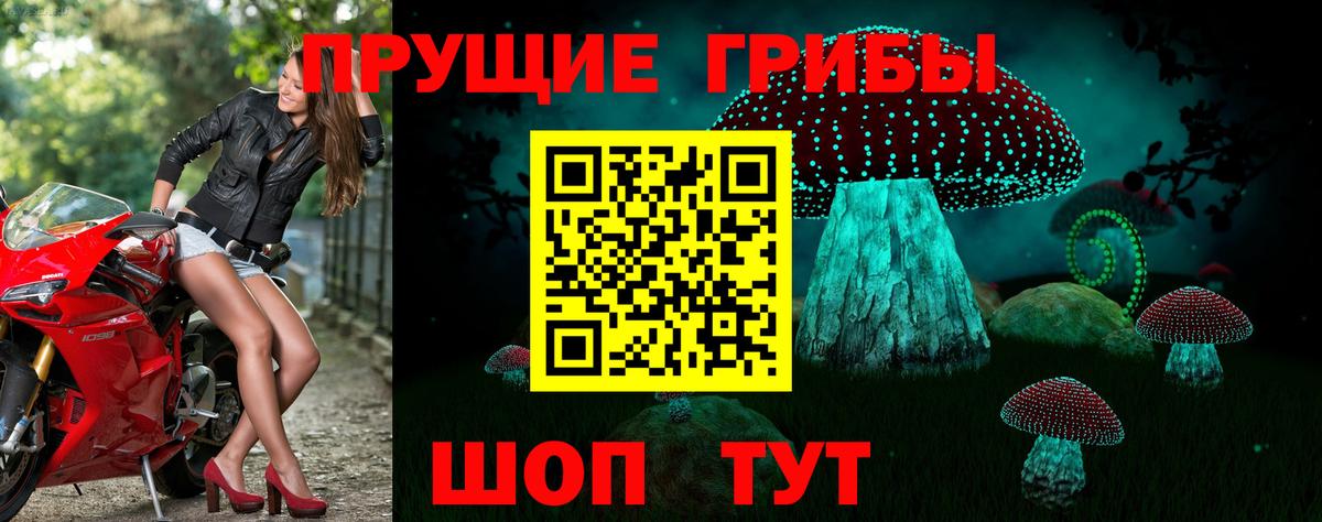 Галлюциногенные грибы Psilocybe Таганрог